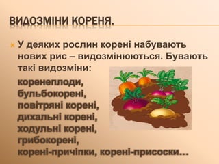 ВИДОЗМІНИ КОРЕНЯ.
 У деяких рослин корені набувають
нових рис – видозмінюються. Бувають
такі видозміни:
коренеплоди,
бульбокорені,
повітряні корені,
дихальні корені,
ходульні корені,
грибокорені,
корені-причіпки, корені-присоски…
 