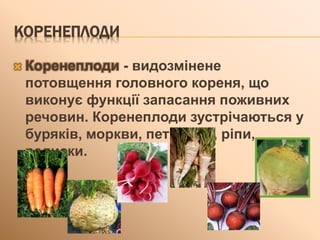 КОРЕНЕПЛОДИ
 Коренеплоди - видозмінене
потовщення головного кореня, що
виконує функції запасання поживних
речовин. Коренеплоди зустрічаються у
буряків, моркви, петрушки, ріпи,
редиски.
 