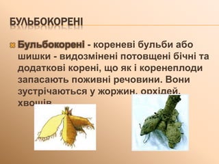 БУЛЬБОКОРЕНІ
 Бульбокорені - кореневі бульби або
шишки - видозмінені потовщені бічні та
додаткові корені, що як і коренеплоди
запасають поживні речовини. Вони
зустрічаються у жоржин, орхідей,
хвощів.
 