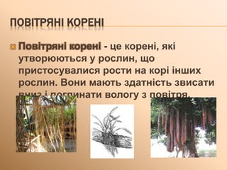 ПОВІТРЯНІ КОРЕНІ
 Повітряні корені - це корені, які
утворюються у рослин, що
пристосувалися рости на корі інших
рослин. Вони мають здатність звисати
вниз і поглинати вологу з повітря.
 