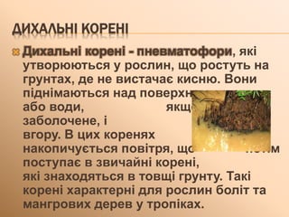 ДИХАЛЬНІ КОРЕНІ
 Дихальні корені - пневматофори, які
утворюються у рослин, що ростуть на
грунтах, де не вистачає кисню. Вони
піднімаються над поверхнею грунту
або води, якщо місце
заболочене, і ростуть
вгору. В цих коренях
накопичується повітря, що потім
поступає в звичайні корені,
які знаходяться в товщі грунту. Такі
корені характерні для рослин боліт та
мангрових дерев у тропіках.
 