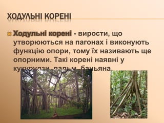 ХОДУЛЬНІ КОРЕНІ
 Ходульні корені - вирости, що
утворюються на пагонах і виконують
функцію опори, тому їх називають ще
опорними. Такі корені наявні у
кукурудзи, пальм, баньяна.
 