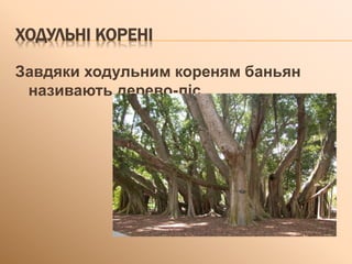 ХОДУЛЬНІ КОРЕНІ
Завдяки ходульним кореням баньян
називають дерево-ліс.
 