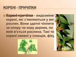 КОРЕНІ - ПРИЧІПКИ
 Корені-причіпки - видозмінені
корені, які з’являються у витких
рослин. Вони здатні чіплятися
за опору чи кору дерева, по
якій в’ється рослина. Такі чіпкі
корені наявні у плющів, фікусів.
 