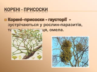 КОРЕНІ - ПРИСОСКИ
 Корені–присоски - гаусторії -
зустрічаються у рослин-паразитів,
таких як повитиця, омела.
 