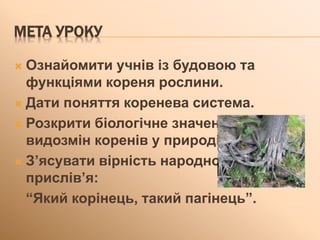 МЕТА УРОКУ
 Ознайомити учнів із будовою та
функціями кореня рослини.
 Дати поняття коренева система.
 Розкрити біологічне значення
видозмін коренів у природі.
 З’ясувати вірність народного
прислів’я:
“Який корінець, такий пагінець”.
 