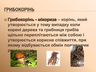 ГРИБОКОРІНЬ
 Грибокорінь - мікориза – корінь, який
утворюється у тому випадку коли
корені дерева та грибниця грибів
щільно переплітаються між собою і
утворюється корисне співжиття, при
якому відбувається обмін поживними
речовинами.
 