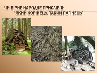 ЧИ ВІРНЕ НАРОДНЕ ПРИСЛІВ’Я:
“ЯКИЙ КОРІНЕЦЬ, ТАКИЙ ПАГІНЕЦЬ”.
 