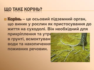 ЩО ТАКЕ КОРІНЬ?
 Корінь – це осьовий підземний орган,
що виник у рослин як пристосування до
життя на суходолі. Він необхідний для
прикріплення та утримання рослини
в грунті, всмоктування
води та накопичення
поживних речовин.
 