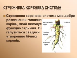 СТРИЖНЕВА КОРЕНЕВА СИСТЕМА
 Стрижнева коренева система має добре
розвинений головний
корінь, який виконує
функцію стрижня. Він
галузиться завдяки
утворенню бічних
коренів.
 