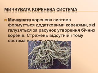 МИЧКУВАТА КОРЕНЕВА СИСТЕМА
 Мичкувата коренева система
формується додатковими коренями, які
галузяться за рахунок утворення бічних
коренів. Стрижень відсутній і тому
система нагадує мичку.
 