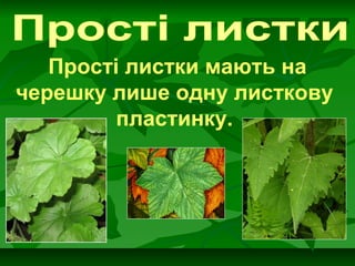 Прості листки мають на
черешку лише одну листкову
пластинку.
 