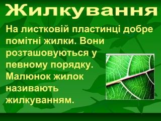 На листковій пластинці добре
помітні жилки. Вони
розташовуються у
певному порядку.
Малюнок жилок
називають
жилкуванням.
 