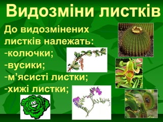 До видозмінених
листків належать:
-колючки;
-вусики;
-м’ясисті листки;
-хижі листки;
 