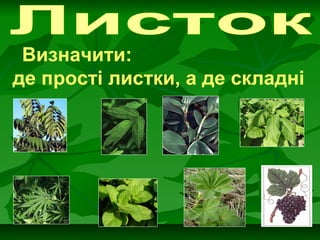 Визначити:
де прості листки, а де складні
 