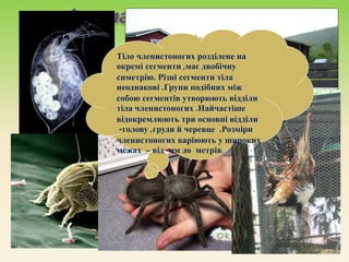 Тіло членистоногих розділене на
окремі сегменти ,має двобічну
симетрію. Різні сегменти тіла
неоднакові .Групи подібних між
собою сегментів утворюють відділи
тіла членистоногих .Найчастіше
відокремлюють три основні відділи
-голову ,груди й черевце .Розміри
членистоногих варіюють у широких
межах – від мм до метрів.
 