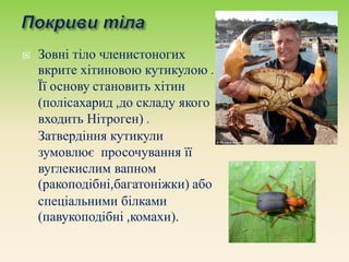  Зовні тіло членистоногих
вкрите хітиновою кутикулою .
Її основу становить хітин
(полісахарид ,до складу якого
входить Нітроген) .
Затвердіння кутикули
зумовлює просочування її
вуглекислим вапном
(ракоподібні,багатоніжки) або
спеціальними білками
(павукоподібні ,комахи).
 