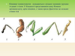  Кінцівки членистоногих складаються з кількох члеників і рухомо
з'єднані з тілом .У більшості представників класу Комахи
органами руху ,крім кінцівок ,є також крила (фактично це складки
стінки тіла).
 
