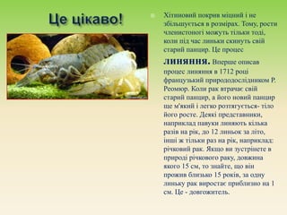  Хітиновий покрив міцний і не
збільшується в розмірах. Тому, рости
членистоногі можуть тільки тоді,
коли під час линьки скинуть свій
старий панцир. Це процес
линяння. Вперше описав
процес линяння в 1712 році
французький природодослідником Р.
Реомюр. Коли рак втрачає свій
старий панцир, а його новий панцир
ще м'який і легко розтягується- тіло
його росте. Деякі представники,
наприклад павуки линяють кілька
разів на рік, до 12 линьок за літо,
інші ж тільки раз на рік, наприклад:
річковий рак. Якщо ви зустрінете в
природі річкового раку, довжина
якого 15 см, то знайте, що він
прожив близько 15 років, за одну
линьку рак виростає приблизно на 1
см. Це - довгожитель.
 