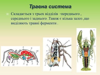  Складається з трьох відділів -переднього ,
середнього і заднього .Також є кілька залоз ,що
виділяють травні ферменти .
 