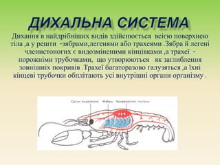 Дихання в найдрібніших видів здійснюється всією поверхнею
тіла ,а у решти -зябрами,легенями або трахеями .Зябра й легені
членистоногих є видозміненими кінцівками ,а трахеї -
порожніми трубочками, що утворюються як заглиблення
зовнішніх покривів .Трахеї багаторазово галузяться ,а їхні
кінцеві трубочки обплітають усі внутрішні органи організму .
 