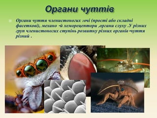  Органи чуття членистоногих :очі (прості або складні
фасеткові), механо -й хеморецептори ,органи слуху .У різних
груп членистоногих ступінь розвитку різних органів-чуття
різний .
 