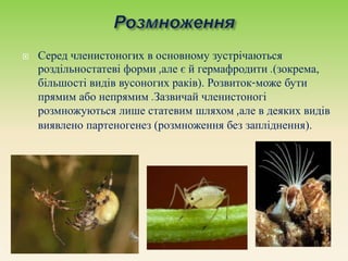  Серед членистоногих в основному зустрічаються
роздільностатеві форми ,але є й гермафродити .(зокрема,
більшості видів вусоногих раків). Розвиток-може бути
прямим або непрямим .Зазвичай членистоногі
розмножуються лише статевим шляхом ,але в деяких видів
виявлено партеногенез (розмноження без запліднення).
 