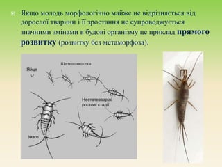  Якщо молодь морфологічно майже не відрізняється від
дорослої тварини і її зростання не супроводжується
значними змінами в будові організму це приклад прямого
розвитку (розвитку без метаморфоза).
 