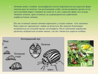  Личинки комах з повним метаморфозом істотно відрізняються від дорослих форм:
зачатків крил не помітно, тіло розчленоване слабо, погано розвинені органи чуття,
часто ротовий апарат і кінцівки не схожі на ті, що у дорослих форм того ж виду.
Линяння личинок, крім останньої, не супроводжуються серйозними
морфологічними змінами.
 Під час останньої линьки личинка переходить у стадію спокою - стає лялечкою.
Вона перестає харчуватися і майже не рухається. Всі запасені їй речовини
витрачаються на складний процес метаморфоза. Після закінчення перебудови
організму відбувається остання линька, і на світ з'являється доросла особина.
 