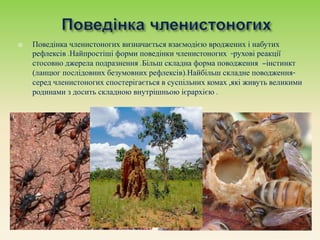  Поведінка членистоногих визначається взаємодією вроджених і набутих
рефлексів .Найпростіші форми поведінки членистоногих -рухові реакції
стосовно джерела подразнення .Більш складна форма поводження –інстинкт
(ланцюг послідовних безумовних рефлексів).Найбільш складне поводження-
серед членистоногих спостерігається в суспільних комах ,які живуть великими
родинами з досить складною внутрішньою ієрархією .
 