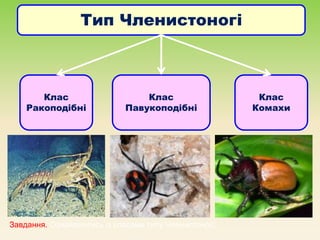 Тип Членистоногі
Клас
Ракоподібні
Клас
Павукоподібні
Клас
Комахи
Завдання. Ознайомитись із класами типу Членистоногі.
 