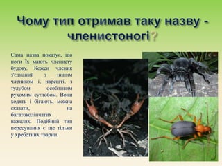 Сама назва показує, що
ноги їх мають членисту
будову. Кожен членик
з'єднаний з іншим
члеником і, нарешті, з
тулубом особливим
рухомим суглобом. Вони
ходять і бігають, можна
сказати, на
багатоколінчатих
важелях. Подібний тип
пересування є ще тільки
у хребетних тварин.
 