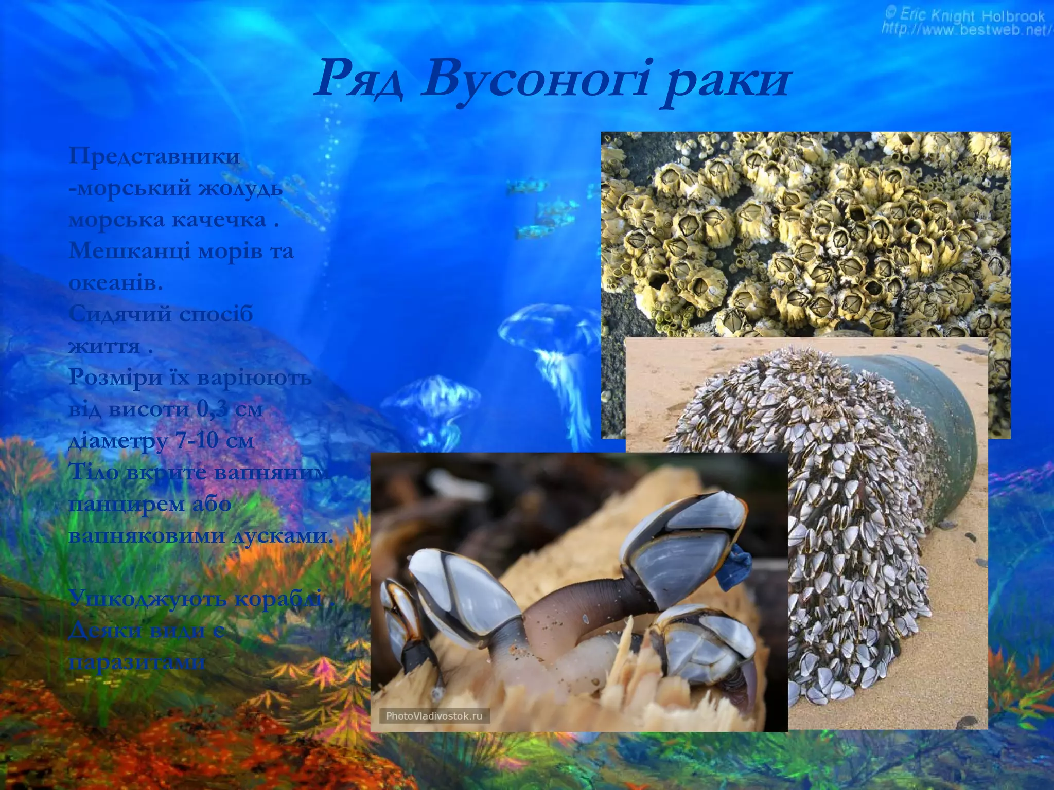 Представники
-морський жолудь
морська качечка .
Мешканці морів та
океанів.
Сидячий спосіб
життя .
Розміри їх варіюють
від висоти 0,3 см
діаметру 7-10 см
Тіло вкрите вапняним
панцирем або
вапняковими лусками.
Ушкоджують кораблі .
Деяки види є
паразитами
Ряд Вусоногі раки
 