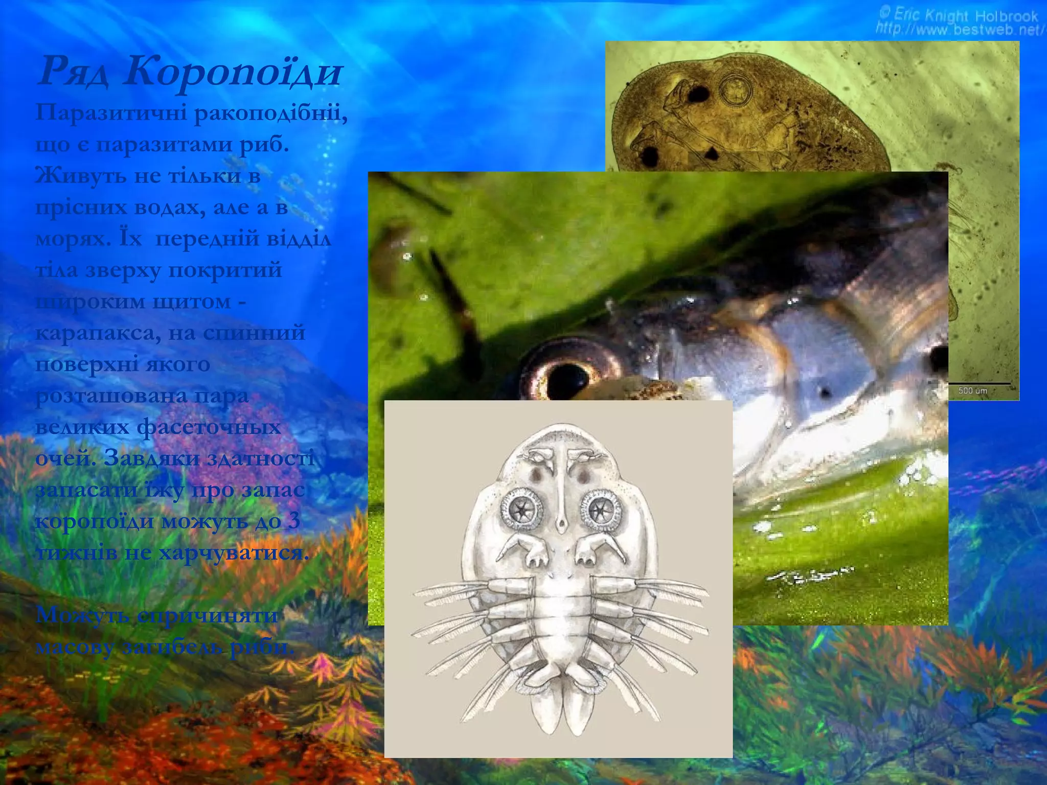 Ряд Короnоїди
Паразитичні ракоподібніі,
що є паразитами риб.
Живуть не тільки в
прісних водах, але а в
морях. Їх передній відділ
тіла зверху покритий
широким щитом -
карапакса, на спинний
поверхні якого
розташована пара
великих фасеточных
очей. Завдяки здатності
запасати їжу про запас
коропоїди можуть до 3
тижнів не харчуватися.
Можуть спричиняти
масову загибель риби.
 