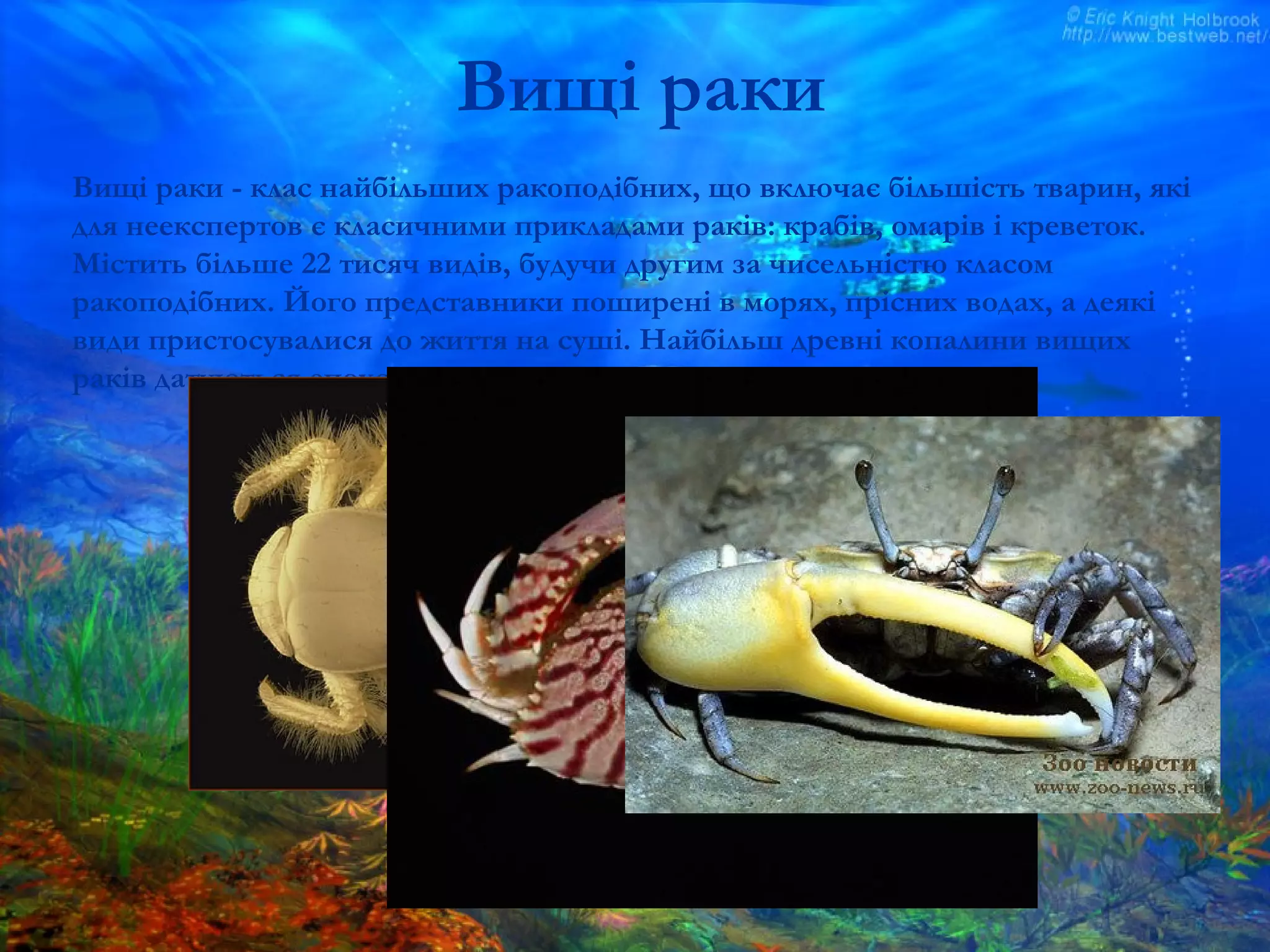 Вищі раки
Вищі раки - клас найбільших ракоподібних, що включає більшість тварин, які
для неекспертов є класичними прикладами раків: крабів, омарів і креветок.
Містить більше 22 тисяч видів, будучи другим за чисельністю класом
ракоподібних. Його представники поширені в морях, прісних водах, а деякі
види пристосувалися до життя на суші. Найбільш древні копалини вищих
раків датуються епохою кембрію.
 