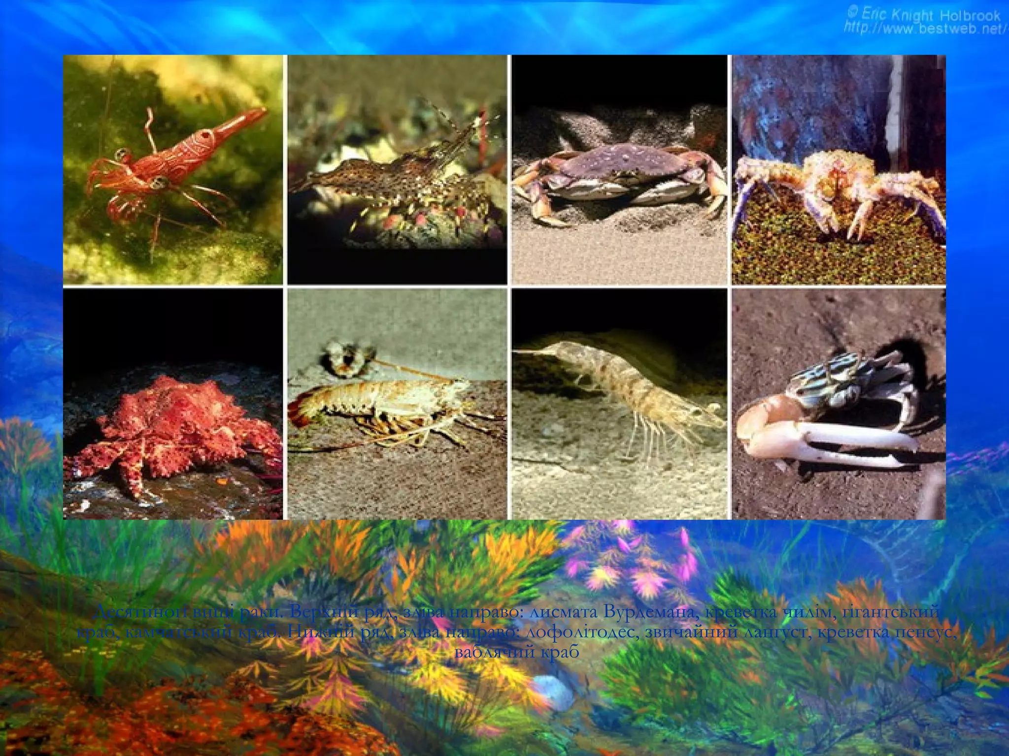 Десятиногі вищі раки. Верхній ряд, зліва направо: лисмата Вурдемана, креветка чилім, гігантський
краб, камчатський краб. Нижній ряд, зліва направо: лофолітодес, звичайний лангуст, креветка пенеус,
ваблячий краб
 