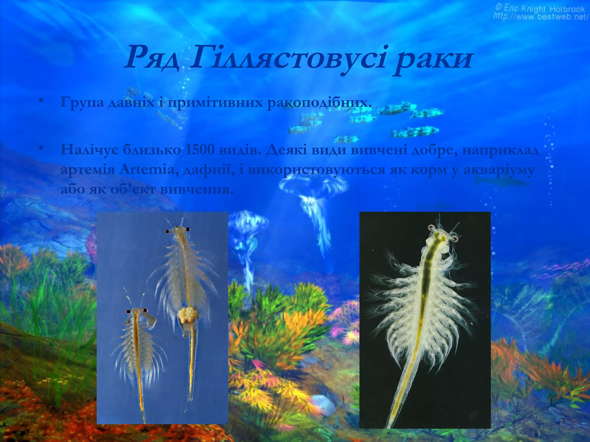 Ряд Гіллястовусі раки
• Група давніх і примітивних ракоподібних.
• Налічує близько 1500 видів. Деякі види вивчені добре, наприклад
артемія Artemia, дафнії, і використовуються як корм у акваріуму
або як об'єкт вивчення.
 