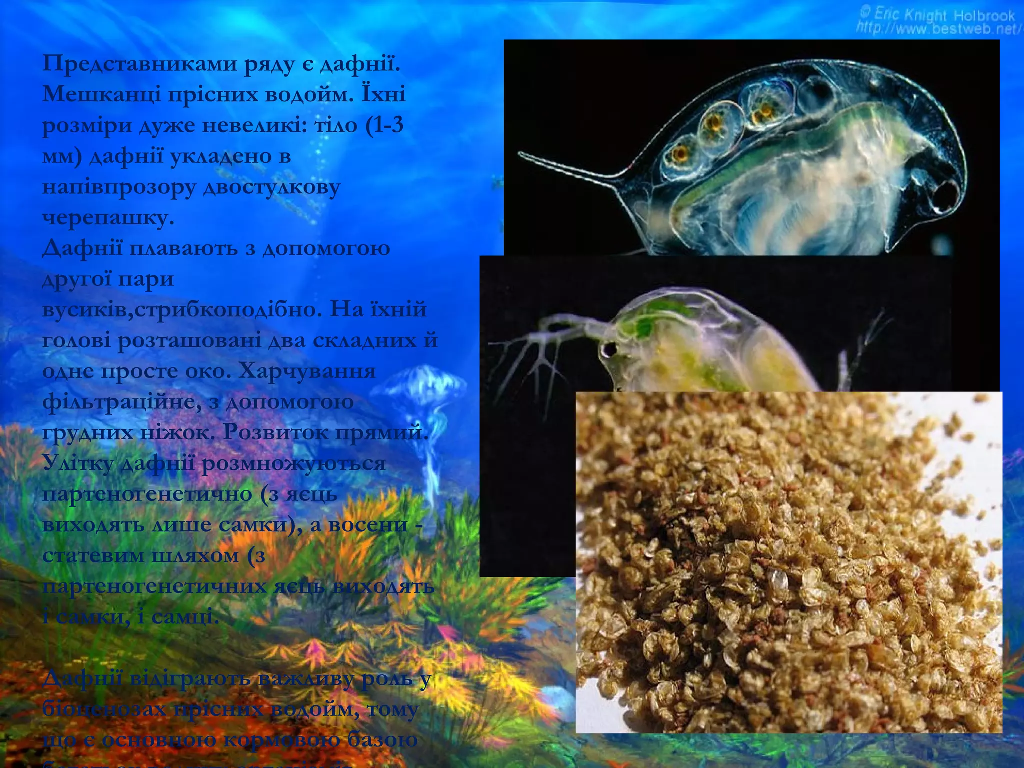 Представниками ряду є дафнії.
Мешканці прісних водойм. Їхні
розміри дуже невеликі: тіло (1-3
мм) дафнії укладено в
напівпрозору двостулкову
черепашку.
Дафнії плавають з допомогою
другої пари
вусиків,стрибкоподібно. На їхній
голові розташовані два складних й
одне просте око. Харчування
фільтраційне, з допомогою
грудних ніжок. Розвиток прямий.
Улітку дафнії розмножуються
партеногенетично (з яєць
виходять лише самки), а восени -
статевим шляхом (з
партеногенетичних яєць виходять
і самки, і самці.
Дафнії відіграють важливу роль у
біоценозах прісних водойм, тому
що є основною кормовою базою
 