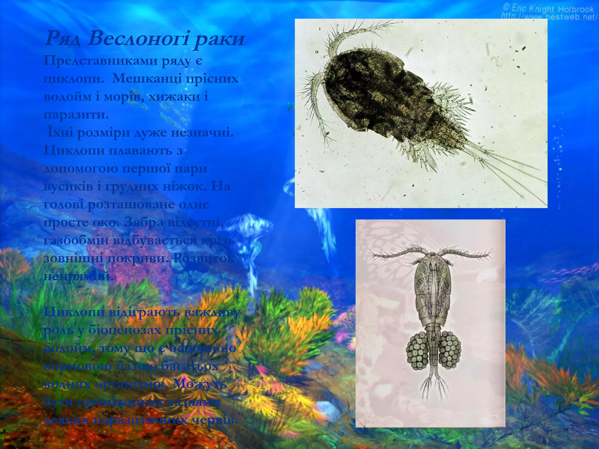 Ряд Веслоногі раки
Представниками ряду є
циклопи. Мешканці прісних
водойм і морів, хижаки і
паразити.
Їхні розміри дуже незначні.
Циклопи плавають з
допомогою першої пари
вусиків і грудних ніжок. На
голові розташоване одне
просте око. Зябра відсутні,
газообмін відбувається крізь
зовнішні покриви. Розвиток
непрямий.
Циклопи відіграють важливу
роль у біоценозах прісних
водойм, тому що є основною
кормовою базою багатьох
водних організмів. Можуть
бути проміжними хазяями
деяких паразитичних червів.
 