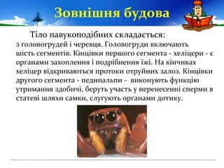 Зовнішня будова
Тіло павукоподібних складається:
з головогрудей і черевця. Головогруди включають
шість сегментів. Кінцівки...