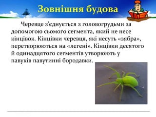 Зовнішня будова
Черевце з'єднується з головогрудьми за
допомогою сьомого сегмента, який не несе
кінцівок. Кінцівки черевця...