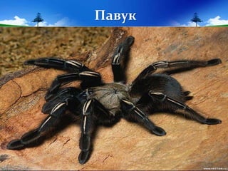 Павук
 