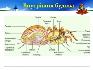 Внутрішня будова
 