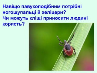 Навіщо павукоподібним потрібні
ногощупальці й хеліцери?
Чи можуть кліщі приносити людині
користь?
 