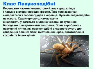 Клас Павукоподібні
Переважно наземні членистоногі, але серед кліщів
і павуків є вторинноводні форми. Їхнє тіло зазвичай
ск...