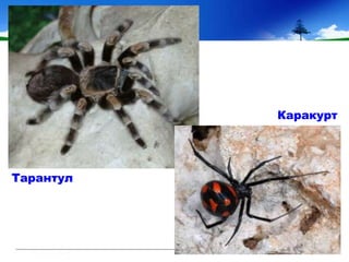 Тарантул
Каракурт
 