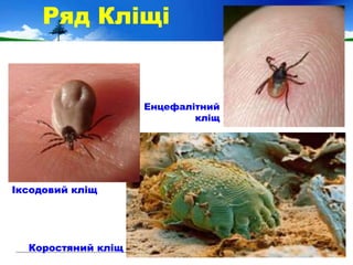 Іксодовий кліщ
Коростяний кліщ
Енцефалітний
кліщ
Ряд Кліщі
 