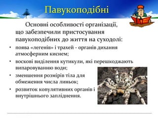 Основні особливості організації,
що забезпечили пристосування
павукоподібних до життя на суходолі:
• поява «легенів» і тра...