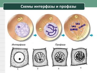 Схемы интерфазы и профазы
Интерфаза Профаза
 