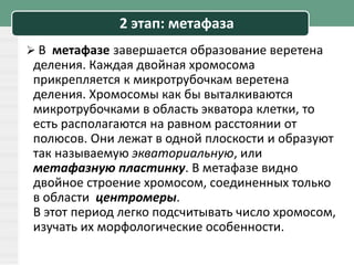 2 этап: метафаза
 В метафазе завершается образование веретена
деления. Каждая двойная хромосома
прикрепляется к микротрубочкам веретена
деления. Хромосомы как бы выталкиваются
микротрубочками в область экватора клетки, то
есть располагаются на равном расстоянии от
полюсов. Они лежат в одной плоскости и образуют
так называемую экваториальную, или
метафазную пластинку. В метафазе видно
двойное строение хромосом, соединенных только
в области центромеры.
В этот период легко подсчитывать число хромосом,
изучать их морфологические особенности.
 